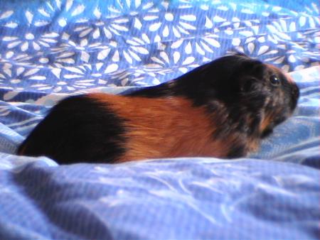 poupoune3